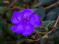 Blüte der Prinzessinnenblume - Furnas - São Miguel